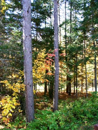 Autumn in New York - The Adirondacks