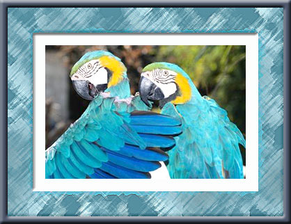 Parrots Contest