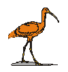 Orange Ibis