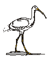 White Ibis