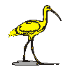 Yellow Ibis