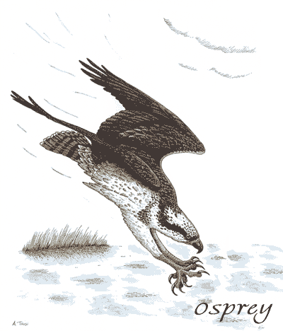 Osprey - going out for lunch. Illustration by Alessandro Troisi