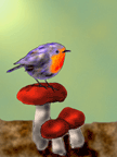 Blue Birdie on Mushroom