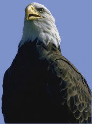 American Bald Eagle