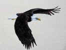 American Bald Eagle Flying