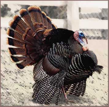 A Beauty of a Turkey