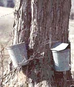 Maple Tree with galvanized buckets