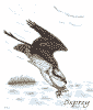 Osprey - a new speaker from Meadowlark Audio