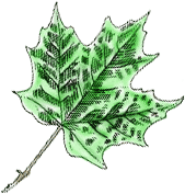Maple Leaf