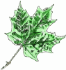 Maple Leaf - Sweet Deal for You - The Genuine Article Hand Made in the USA