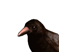 Mr. Crow says thanks for visiting the Meadowlark Audio Store.